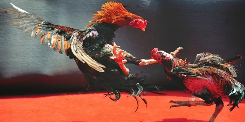 jun888 c1 gà chọi