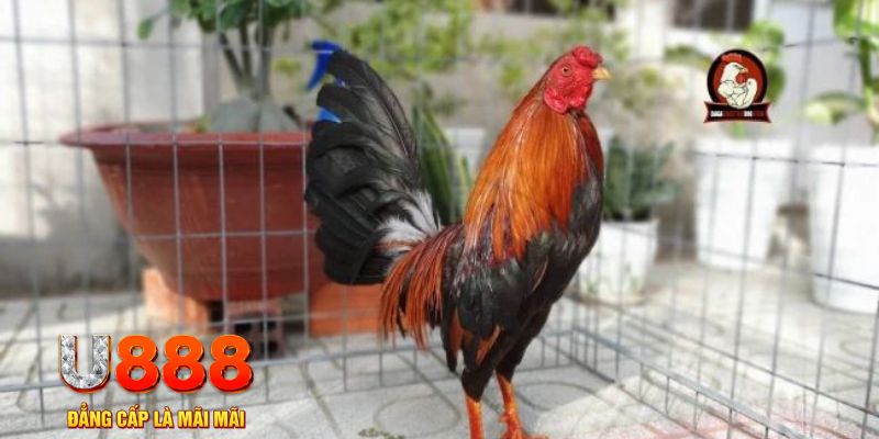 jun888 game máy bay nổ hũ