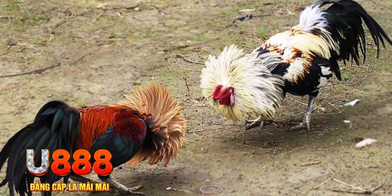 jun888 game nổ hũ là gì